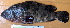  ( - IRD 20150430-14.2)  @11 [ ] CreativeCommons  Attribution Non-Commercial Share-Alike (2015) Philippe Borsa Institut de recherche pour le développement