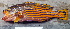  (Cephalopholis polleni - IRD 20150508-B.2)  @11 [ ] CreativeCommons  Attribution Non-Commercial Share-Alike (2015) Philippe Borsa Institut de recherche pour le développement