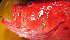  ( - IRD 20150523-20.2)  @11 [ ] CreativeCommons  Attribution Non-Commercial Share-Alike  Unspecified Proyek Biokor, Indonesia
