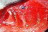  ( - IRD 20150523-21.2)  @11 [ ] CreativeCommons  Attribution Non-Commercial Share-Alike  Unspecified Proyek Biokor, Indonesia