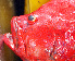 ( - IRD 20150523-23.2)  @11 [ ] CreativeCommons  Attribution Non-Commercial Share-Alike  Unspecified Proyek Biokor, Indonesia