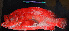  ( - IRD 20150523-33.2)  @11 [ ] CreativeCommons  Attribution Non-Commercial Share-Alike  Unspecified Proyek Biokor, Indonesia