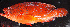  ( - IRD 20150523-3.2)  @11 [ ] CreativeCommons  Attribution Non-Commercial Share-Alike  Unspecified Proyek Biokor, Indonesia
