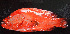  ( - IRD 20150523-5-1.2)  @11 [ ] CreativeCommons  Attribution Non-Commercial Share-Alike  Unspecified Proyek Biokor, Indonesia