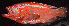  ( - IRD 20150523-5-2.2)  @11 [ ] CreativeCommons  Attribution Non-Commercial Share-Alike  Unspecified Proyek Biokor, Indonesia