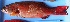  ( - IRD 20150523-50.2)  @11 [ ] CreativeCommons  Attribution Non-Commercial Share-Alike  Unspecified Proyek Biokor, Indonesia