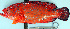  ( - IRD 20150524-17.2)  @11 [ ] CreativeCommons  Attribution Non-Commercial Share-Alike  Unspecified Proyek Biokor, Indonesia