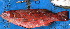  ( - IRD 20071114-1.2)  @11 [ ] CreativeCommons  Attribution Non-Commercial Share-Alike (2007) Philippe Borsa Institut de recherche pour le développement