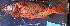  ( - IRD 20071124-6.2)  @11 [ ] CreativeCommons  Attribution Non-Commercial Share-Alike (2007) Philippe Borsa Institut de recherche pour le développement
