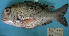  ( - IRD z192.2)  @11 [ ] CreativeCommons  Attribution Non-Commercial Share-Alike  Unspecified Institut de recherche pour le développement, France