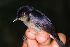  (Melanocharis nigra - IRD LGR-170.2)  @11 [ ] CreativeCommons  Attribution Non-Commercial Share-Alike (2014) Hidayat Hashari Indonesian Institute of Sciences, Museum Zoologicum Bogoriense