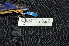  ( - IRD LGR-081.2)  @11 [ ] CreativeCommons  Attribution Non-Commercial Share-Alike (2014) Hidayat Hashari Indonesian Institute of Sciences, Museum Zoologicum Bogoriense
