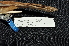  ( - IRD LGR-110.2)  @11 [ ] CreativeCommons  Attribution Non-Commercial Share-Alike (2014) Hidayat Hashari Indonesian Institute of Sciences, Museum Zoologicum Bogoriense