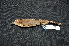  ( - IRD LGR-110.2)  @11 [ ] CreativeCommons  Attribution Non-Commercial Share-Alike (2014) Hidayat Hashari Indonesian Institute of Sciences, Museum Zoologicum Bogoriense