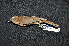  ( - IRD LGR-075.2)  @11 [ ] CreativeCommons  Attribution Non-Commercial Share-Alike (2014) Hidayat Hashari Indonesian Institute of Sciences, Museum Zoologicum Bogoriense