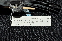  (Artamidae - IRD LGR-114.2)  @11 [ ] CreativeCommons  Attribution Non-Commercial Share-Alike (2014) Hidayat Hashari Indonesian Institute of Sciences, Museum Zoologicum Bogoriense
