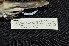  ( - IRD LGR-156.2)  @11 [ ] CreativeCommons  Attribution Non-Commercial Share-Alike (2014) Hidayat Hashari Indonesian Institute of Sciences, Museum Zoologicum Bogoriense