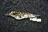  ( - IRD LGR-156.2)  @11 [ ] CreativeCommons  Attribution Non-Commercial Share-Alike (2014) Hidayat Hashari Indonesian Institute of Sciences, Museum Zoologicum Bogoriense