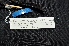  ( - IRD LGR-136.2)  @11 [ ] CreativeCommons  Attribution Non-Commercial Share-Alike (2014) Hidayat Hashari Indonesian Institute of Sciences, Museum Zoologicum Bogoriense