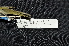  ( - IRD LGR-115.2)  @11 [ ] CreativeCommons  Attribution Non-Commercial Share-Alike (2014) Hidayat Hashari Indonesian Institute of Sciences, Museum Zoologicum Bogoriense