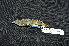  ( - IRD LGR-115.2)  @11 [ ] CreativeCommons  Attribution Non-Commercial Share-Alike (2014) Hidayat Hashari Indonesian Institute of Sciences, Museum Zoologicum Bogoriense