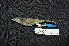  ( - IRD LGR-134.2)  @11 [ ] CreativeCommons  Attribution Non-Commercial Share-Alike (2014) Hidayat Hashari Indonesian Institute of Sciences, Museum Zoologicum Bogoriense
