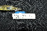  ( - IRD LGR-129.2)  @11 [ ] CreativeCommons  Attribution Non-Commercial Share-Alike (2014) Hidayat Hashari Indonesian Institute of Sciences, Museum Zoologicum Bogoriense