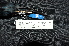  (Tregellasia - IRD LGR-150.2)  @11 [ ] CreativeCommons  Attribution Non-Commercial Share-Alike (2014) Hidayat Hashari Indonesian Institute of Sciences, Museum Zoologicum Bogoriense