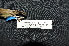  ( - IRD LGR-141.2)  @11 [ ] CreativeCommons  Attribution Non-Commercial Share-Alike (2014) Hidayat Hashari Indonesian Institute of Sciences, Museum Zoologicum Bogoriense