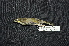  ( - IRD LGR-113.2)  @11 [ ] CreativeCommons  Attribution Non-Commercial Share-Alike (2014) Hidayat Hashari Indonesian Institute of Sciences, Museum Zoologicum Bogoriense