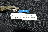  ( - IRD LGR-127.2)  @11 [ ] CreativeCommons  Attribution Non-Commercial Share-Alike (2014) Hidayat Hashari Indonesian Institute of Sciences, Museum Zoologicum Bogoriense