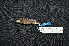  ( - IRD LGR-086.2)  @11 [ ] CreativeCommons  Attribution Non-Commercial Share-Alike (2014) Hidayat Hashari Indonesian Institute of Sciences, Museum Zoologicum Bogoriense