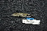  ( - IRD LGR-107.2)  @11 [ ] CreativeCommons  Attribution Non-Commercial Share-Alike (2014) Hidayat Hashari Indonesian Institute of Sciences, Museum Zoologicum Bogoriense