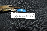  ( - IRD LGR-125.2)  @11 [ ] CreativeCommons  Attribution Non-Commercial Share-Alike (2014) Hidayat Hashari Indonesian Institute of Sciences, Museum Zoologicum Bogoriense