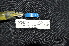  ( - IRD LGR-149.2)  @11 [ ] CreativeCommons  Attribution Non-Commercial Share-Alike (2014) Hidayat Hashari Indonesian Institute of Sciences, Museum Zoologicum Bogoriense