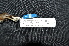  ( - IRD LGR-135.2)  @11 [ ] CreativeCommons  Attribution Non-Commercial Share-Alike (2014) Hidayat Hashari Indonesian Institute of Sciences, Museum Zoologicum Bogoriense