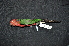  ( - IRD LGR-003.2)  @11 [ ] CreativeCommons  Attribution Non-Commercial Share-Alike (2025) Hidayat Hashari Indonesian Institute of Sciences, Museum Zoologicum Bogoriense