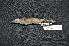  ( - IRD LGR-055.2)  @11 [ ] CreativeCommons  Attribution Non-Commercial Share-Alike (2014) Hidayat Hashari Indonesian Institute of Sciences, Museum Zoologicum Bogoriense
