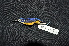  ( - IRD LGR-001.2)  @11 [ ] CreativeCommons  Attribution Non-Commercial Share-Alike (2014) Hidayat Hashari Indonesian Institute of Sciences, Museum Zoologicum Bogoriense