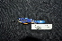  ( - IRD LGR-066.2)  @11 [ ] CreativeCommons  Attribution Non-Commercial Share-Alike (2014) Hidayat Hashari Indonesian Institute of Sciences, Museum Zoologicum Bogoriense