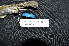  ( - IRD LGR-010.2)  @11 [ ] CreativeCommons  Attribution Non-Commercial Share-Alike (2014) Hidayat Hashari Indonesian Institute of Sciences, Museum Zoologicum Bogoriense