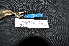  ( - IRD LGR-008.2)  @11 [ ] CreativeCommons  Attribution Non-Commercial Share-Alike (2014) Hidayat Hashari Indonesian Institute of Sciences, Museum Zoologicum Bogoriense