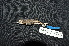  ( - IRD LGR-008.2)  @11 [ ] CreativeCommons  Attribution Non-Commercial Share-Alike (2014) Hidayat Hashari Indonesian Institute of Sciences, Museum Zoologicum Bogoriense