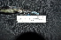  ( - IRD LGR-012.2)  @11 [ ] CreativeCommons  Attribution Non-Commercial Share-Alike (2014) Hidayat Hashari Indonesian Institute of Sciences, Museum Zoologicum Bogoriense