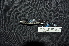  ( - IRD LGR-012.2)  @11 [ ] CreativeCommons  Attribution Non-Commercial Share-Alike (2014) Hidayat Hashari Indonesian Institute of Sciences, Museum Zoologicum Bogoriense