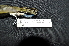  ( - IRD LGR-068.2)  @11 [ ] CreativeCommons  Attribution Non-Commercial Share-Alike (2014) Hidayat Hashari Indonesian Institute of Sciences, Museum Zoologicum Bogoriense