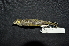  ( - IRD LGR-068.2)  @11 [ ] CreativeCommons  Attribution Non-Commercial Share-Alike (2014) Hidayat Hashari Indonesian Institute of Sciences, Museum Zoologicum Bogoriense