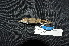  ( - IRD LGR-013.2)  @11 [ ] CreativeCommons  Attribution Non-Commercial Share-Alike (2014) Hidayat Hashari Indonesian Institute of Sciences, Museum Zoologicum Bogoriense
