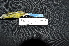  ( - IRD LGR-017.2)  @11 [ ] CreativeCommons  Attribution Non-Commercial Share-Alike (2014) Hidayat Hashari Indonesian Institute of Sciences, Museum Zoologicum Bogoriense