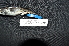  (Poecilodryas - IRD LGR-009.2)  @11 [ ] CreativeCommons  Attribution Non-Commercial Share-Alike (2014) Hidayat Hashari Indonesian Institute of Sciences, Museum Zoologicum Bogoriense